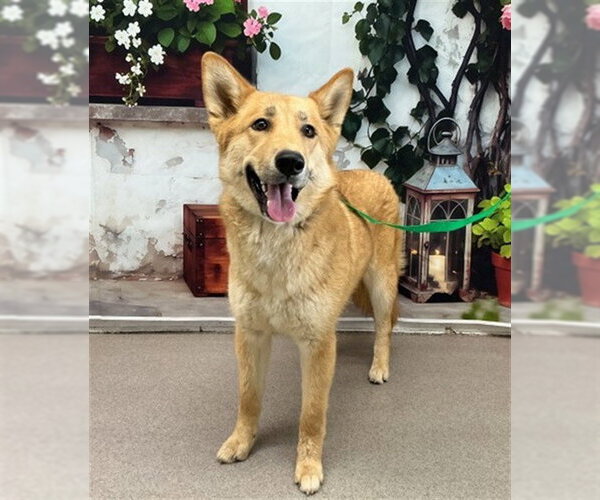 Medium Photo #1 German Shepherd Dog-Unknown Mix Puppy For Sale in San Bernardino, CA, USA