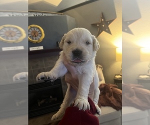 English Cream Golden Retriever Puppy for sale in BERTHOUD, CO, USA