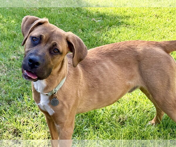 Medium Photo #7 Mutt Puppy For Sale in Hesperia, CA, USA