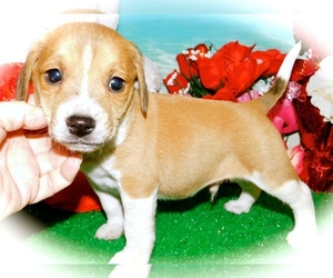 Jack-A-Bee Puppy for sale in HAMMOND, IN, USA