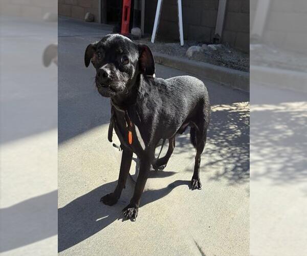 Medium Photo #2 Chihuahua-Unknown Mix Puppy For Sale in Riverside, CA, USA