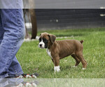 Small #4 Boxer