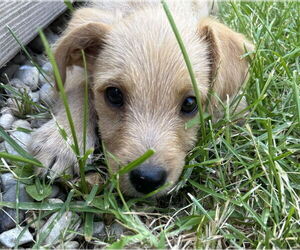 Mutt Dogs for adoption in Plainfield, IL, USA