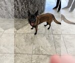 Small #1 Mutt