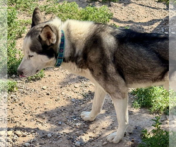 Medium Photo #1 Siberian Husky Puppy For Sale in Cedar Crest, NM, USA