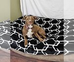 Small Photo #5 Labrador Retriever-Staffordshire Bull Terrier Mix Puppy For Sale in McKinney, TX, USA