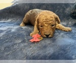Small Poodle (Toy)