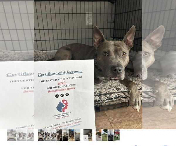 Medium Photo #5 American Staffordshire Terrier-Unknown Mix Puppy For Sale in Greensboro, NC, USA