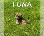 Image preview for Ad Listing. Nickname: Luna