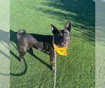 Small #3 American Pit Bull Terrier-Australian Kelpie Mix