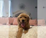 Small #10 Golden Retriever