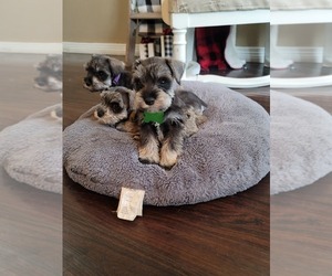 Schnauzer (Miniature) Puppy for sale in ALVIN, TX, USA
