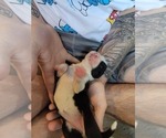 Small Photo #6 Australian Shepherd Puppy For Sale in BATTLE CREEK, MI, USA