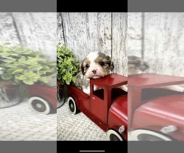 Medium Photo #1 Cavapoo Puppy For Sale in PEEBLES, OH, USA