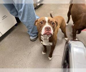 American Pit Bull Terrier Dogs for adoption in Berkeley , CA, USA
