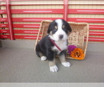 Small Photo #4 Greater Swiss Mountain Dog Puppy For Sale in MILLERSTOWN, PA, USA