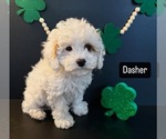Puppy Dasher Cavapoo