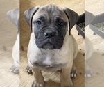 Puppy Grey Female Bullmastiff