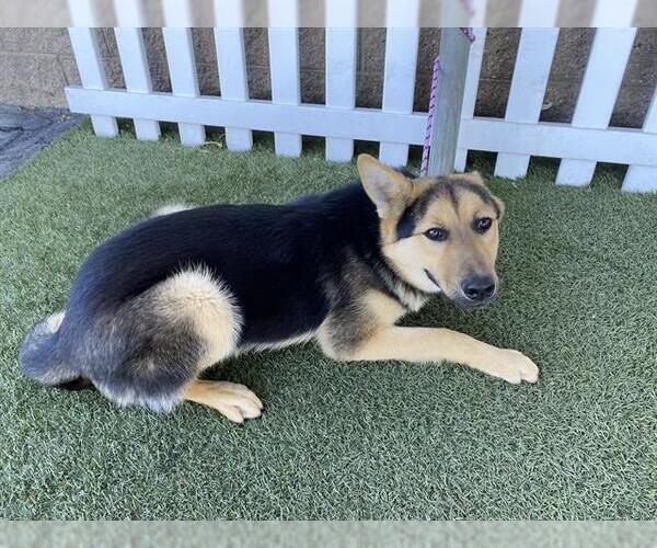 Medium Photo #1 German Shepherd Dog-Unknown Mix Puppy For Sale in Modesto, CA, USA