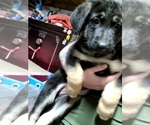 Small Photo #10 German Shepherd Dog Puppy For Sale in AURORA, CO, USA