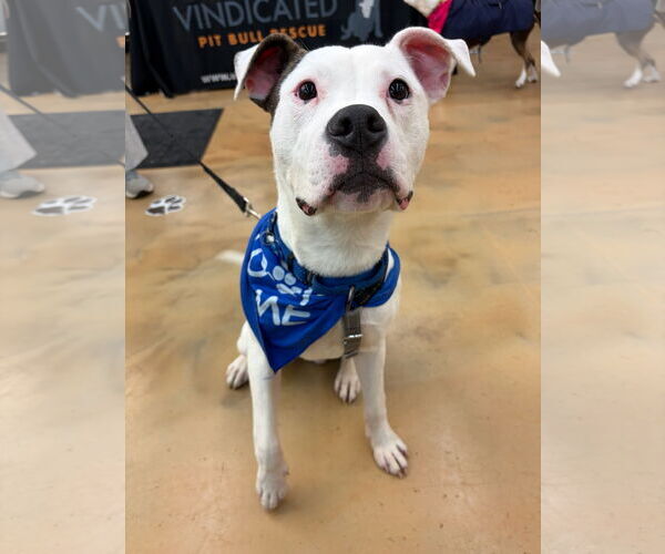 Medium Photo #5 Mutt Puppy For Sale in Alexandria, VA, USA