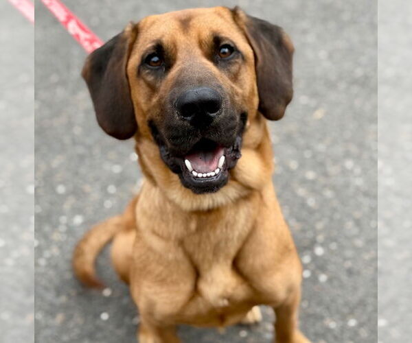 Medium Photo #8 Bloodhound-Unknown Mix Puppy For Sale in Canton, CT, USA