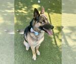 Small German Shepherd Dog Mix