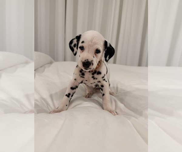 Medium Photo #4 Dalmatian Puppy For Sale in ADDISON, IL, USA
