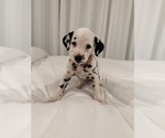 Small #3 Dalmatian