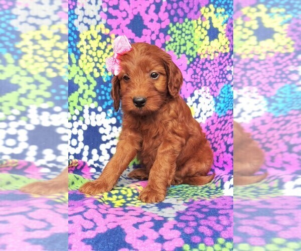 Medium Photo #2 Irish Doodle Puppy For Sale in LANCASTER, PA, USA