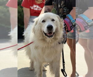 Great Pyrenees-Unknown Mix Dogs for adoption in Brooklyn, NY, USA