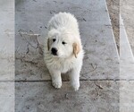 Small #11 Golden Pyrenees