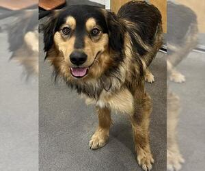 Australian Mountain Dog Dogs for adoption in Forestville, MD, USA
