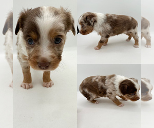 Miniature Australian Shepherd Puppy for sale in BROOKER, FL, USA