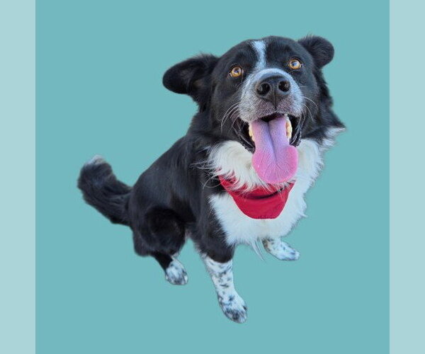 Medium Photo #1 Collie Puppy For Sale in Bakersfield, CA, USA