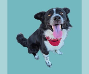 Collie Dogs for adoption in Bakersfield, CA, USA