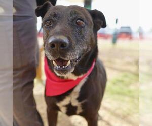 American Staffordshire Terrier-Unknown Mix Dogs for adoption in San Antonio, TX, USA