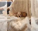 Small Photo #19 English Bulldog Puppy For Sale in ALBUQUERQUE, NM, USA