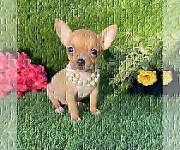 Medium Photo #1 Chihuahua Puppy For Sale in BOSTON, MA, USA