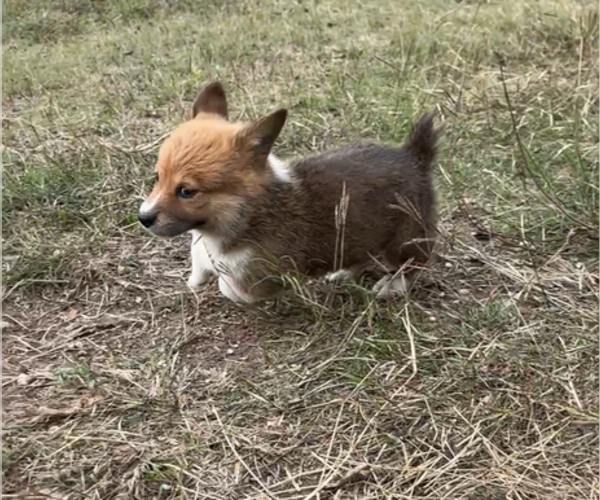 Medium Photo #29 Pembroke Welsh Corgi Puppy For Sale in MIDLOTHIAN, TX, USA