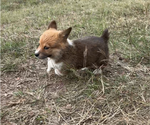 Small Photo #29 Pembroke Welsh Corgi Puppy For Sale in MIDLOTHIAN, TX, USA