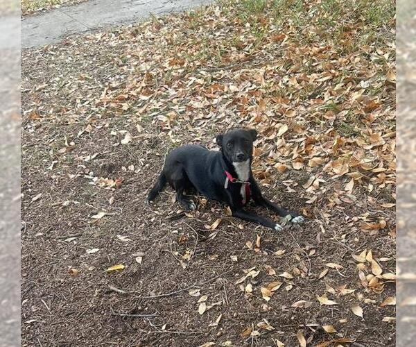 Medium Photo #1 Mutt Puppy For Sale in San Antonio, TX, USA