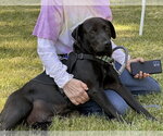 Small #8 Labrador Retriever Mix