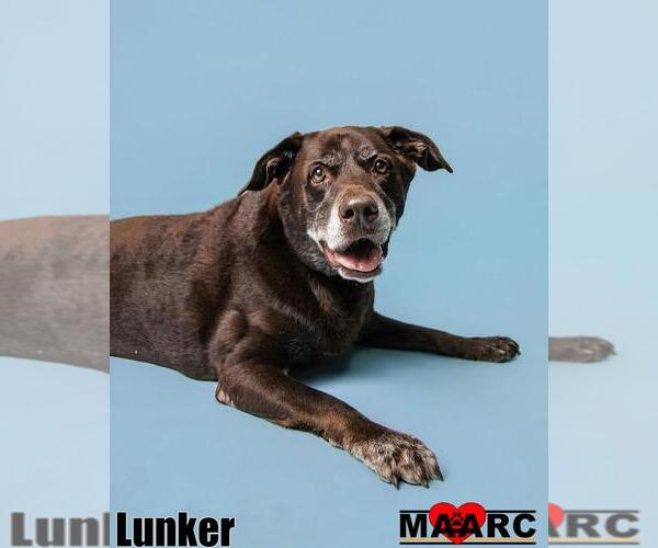 Medium Photo #3 Labrador Retriever Puppy For Sale in Maryville, TN, USA