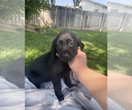 Small Photo #6 Labrador Retriever Puppy For Sale in IDAHO FALLS, ID, USA