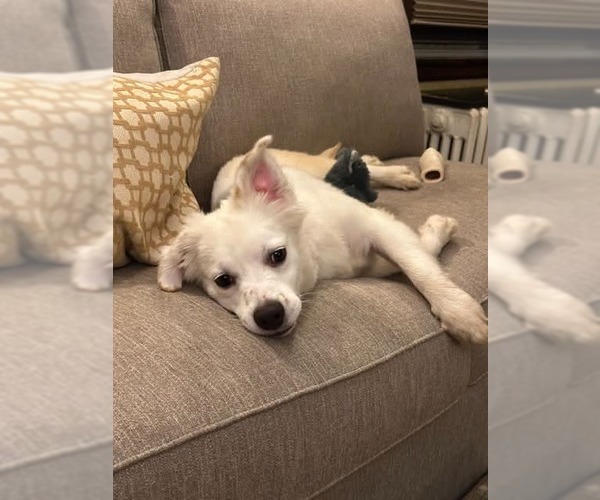 Medium Photo #1 Australian Shepherd-Unknown Mix Puppy For Sale in Minneapolis, MN, USA