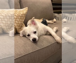 Australian Shepherd-Unknown Mix Dogs for adoption in Minneapolis, MN, USA