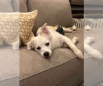 Small Australian Shepherd Mix