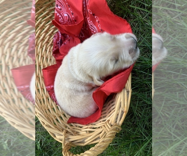 Medium Photo #7 Golden Retriever Puppy For Sale in BEAVERCREEK TOWNSHIP, OH, USA