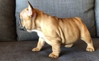 Small Photo #2 French Bulldog Puppy For Sale in ROSEVILLE, CA, USA